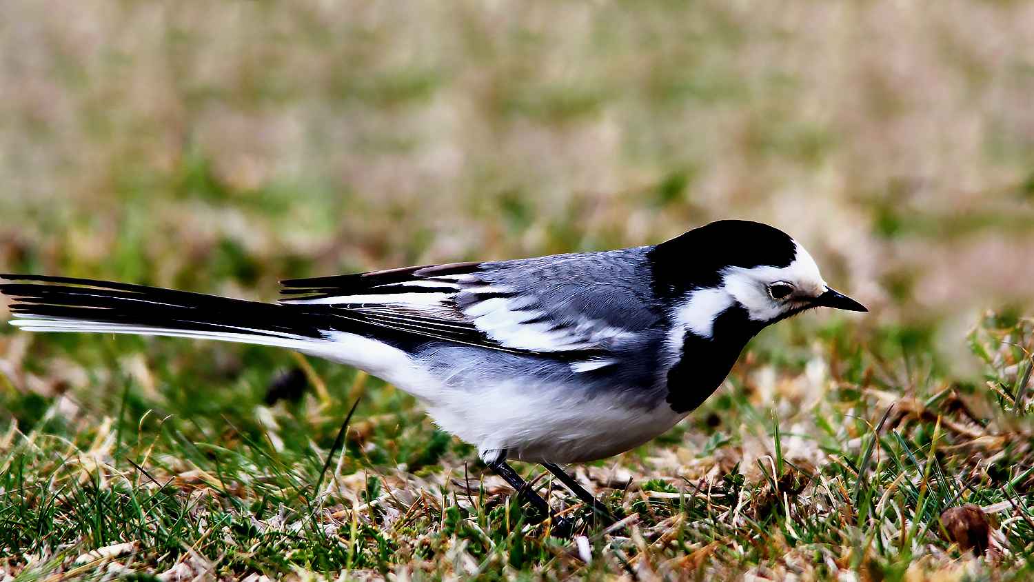 White Wagtail